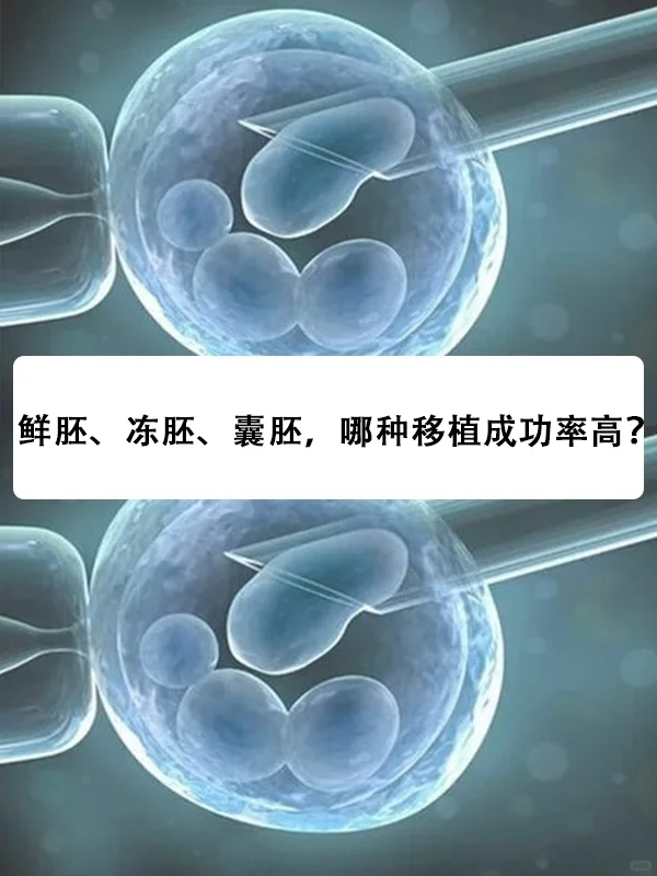 鲜胚、冻胚、囊胚：助孕移植成功率解析